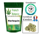 HARLEQUIN Greenhouse 4 à 6% de CBD